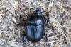 Geotrupes sp.